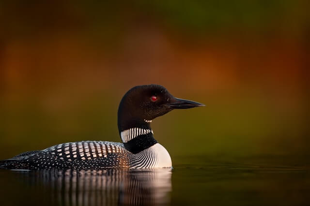 Loon Call